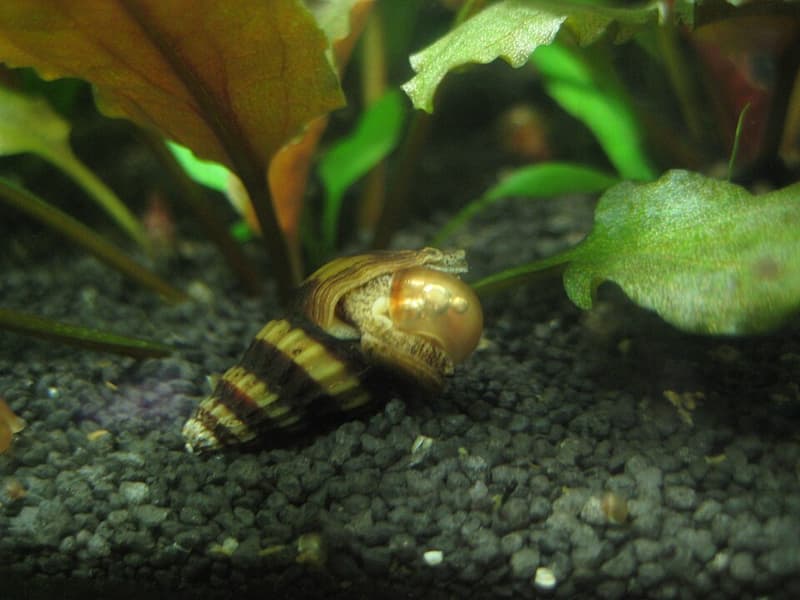 Assassin Snail (Clea helena) — photo 5 of 5