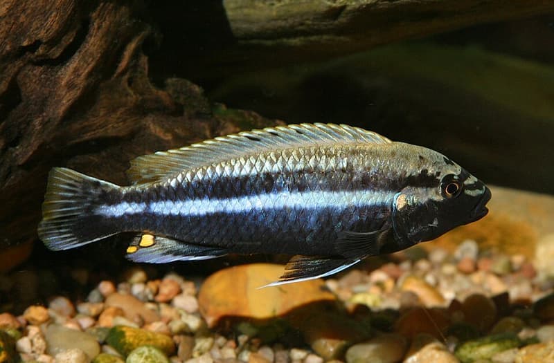 Auratus Cichlid (Melanochromis auratus) — photo 1 of 5