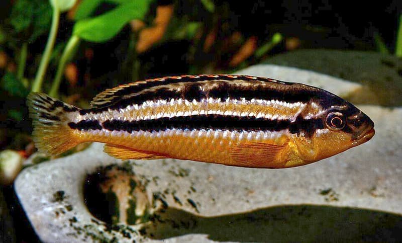 Auratus Cichlid (Melanochromis auratus) — photo 2 of 5