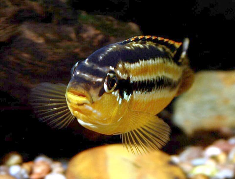 Auratus Cichlid (Melanochromis auratus) — photo 3 of 5