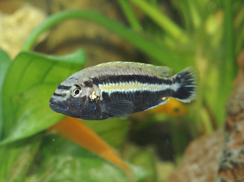 Auratus Cichlid (Melanochromis auratus) — photo 4 of 5