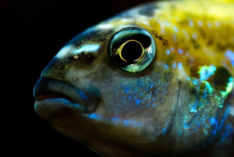 Auratus Cichlid (Melanochromis auratus) — photo 5 of 5