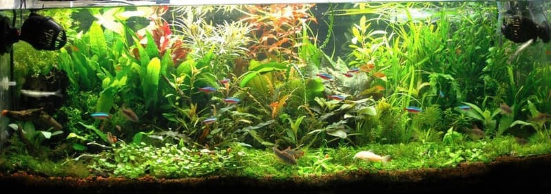 Axelrod's Cory (Corydoras axelrodi) — photo 1 of 1