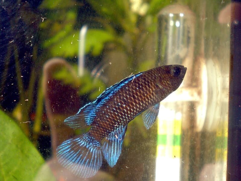 Badis (Badis badis) — photo 1 of 5