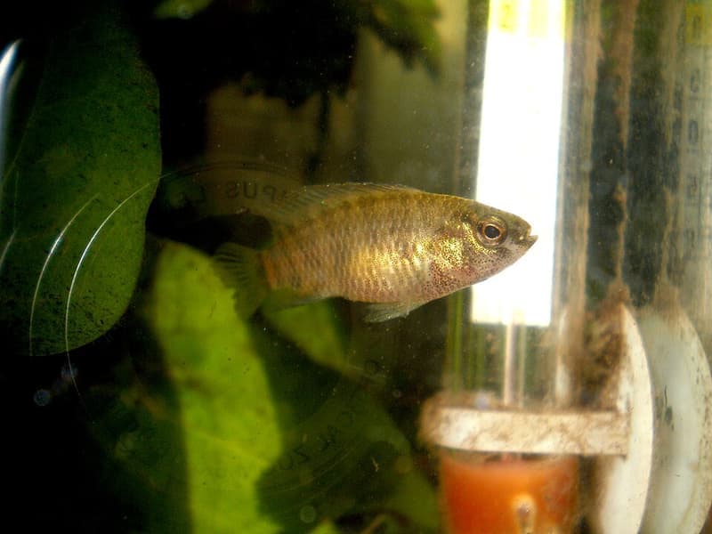 Badis (Badis badis) — photo 2 of 5