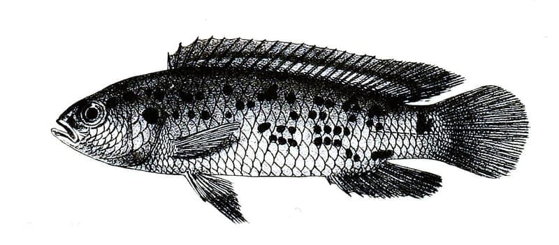 Badis (Badis badis) — photo 4 of 5
