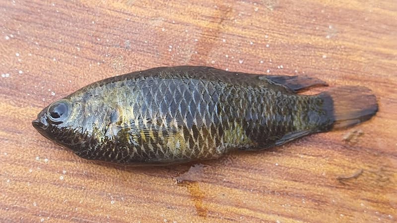 Badis (Badis badis) — photo 5 of 5