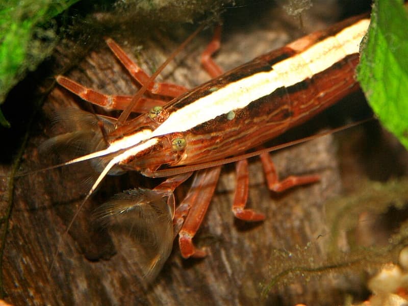 Bamboo Shrimp (Atyopsis moluccensis) — photo 1 of 5