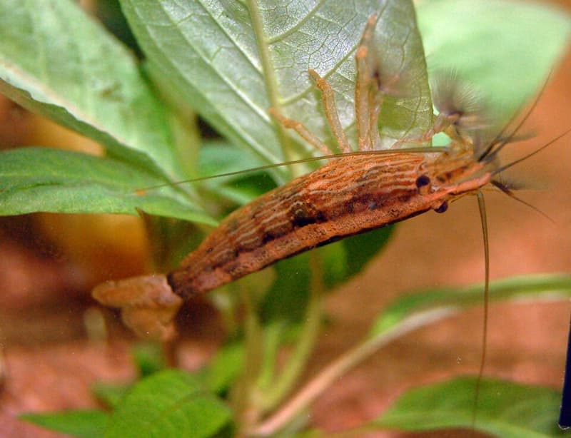 Bamboo Shrimp (Atyopsis moluccensis) — photo 2 of 5