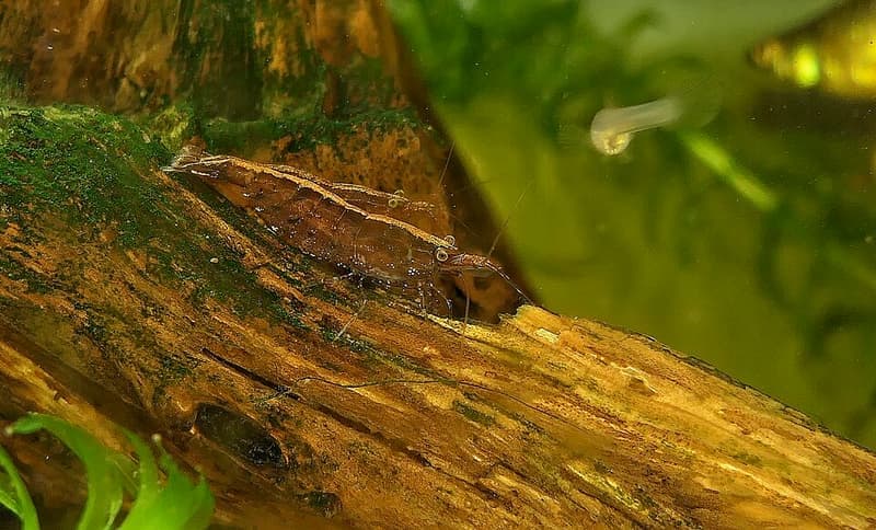 Bamboo Shrimp (Atyopsis moluccensis) — photo 3 of 5