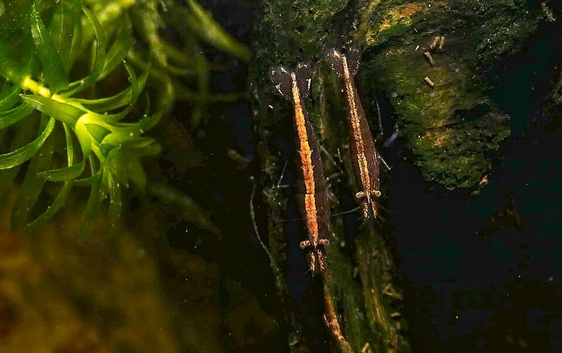 Bamboo Shrimp (Atyopsis moluccensis) — photo 4 of 5