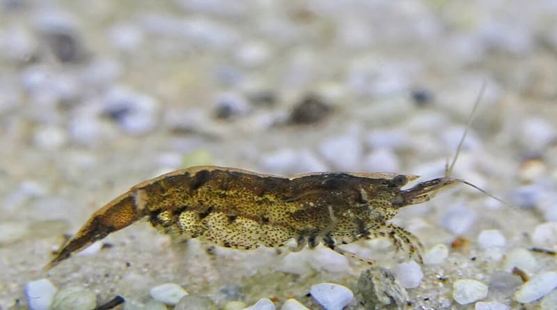 Bamboo Shrimp (Atyopsis moluccensis) — photo 5 of 5