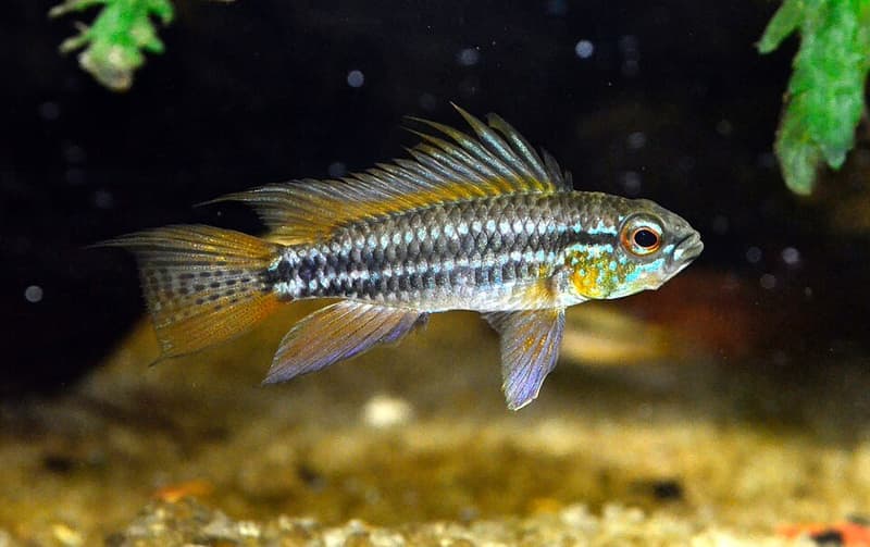 Banded Dwarf Cichlid (Apistogramma bitaeniata) — photo 1 of 3