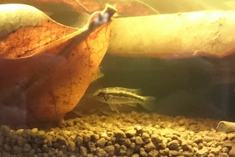 Banded Dwarf Cichlid (Apistogramma bitaeniata) — photo 2 of 3