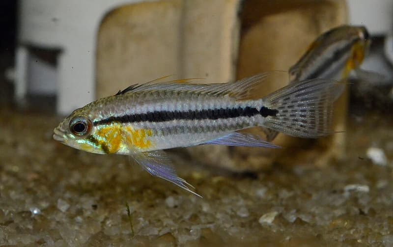 Banded Dwarf Cichlid (Apistogramma bitaeniata) — photo 3 of 3