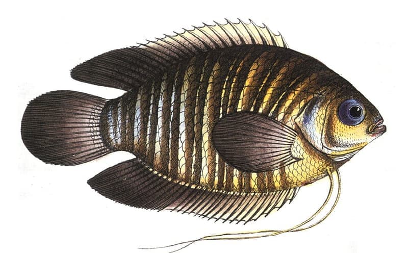Banded Gourami (Trichogaster fasciata) — photo 1 of 5