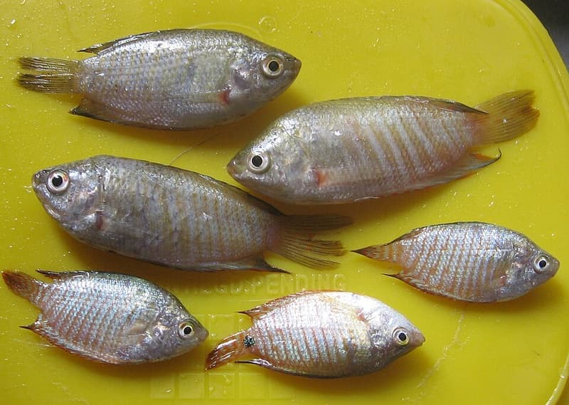 Banded Gourami (Trichogaster fasciata) — photo 2 of 5