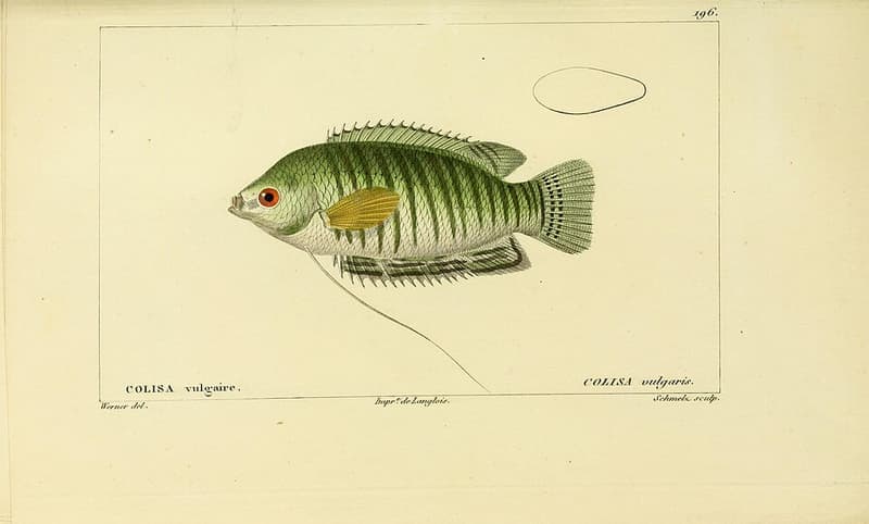 Banded Gourami (Trichogaster fasciata) — photo 4 of 5