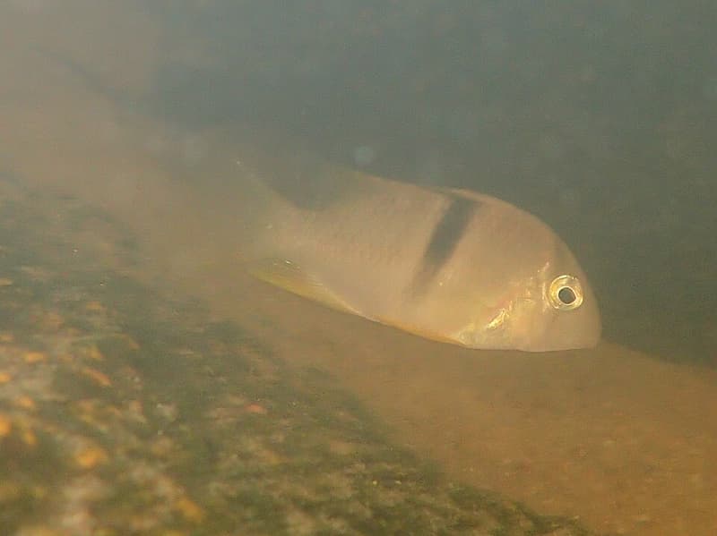 Bandit Cichlid (Guianacara geayi) — photo 1 of 1