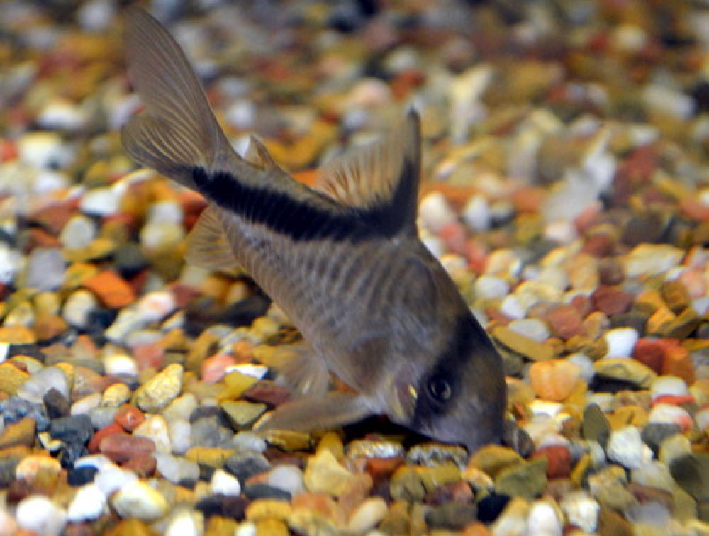Bandit Corydoras (Corydoras melini) — photo 1 of 1