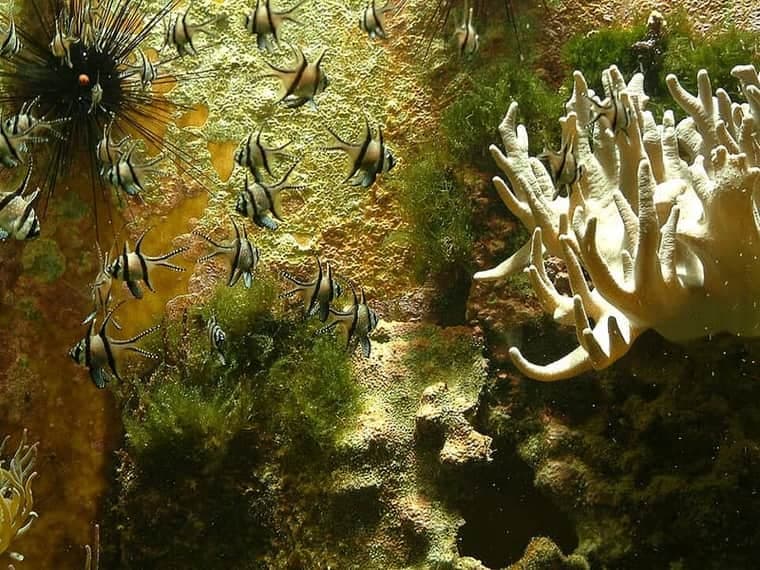 Banggai Cardinalfish (Pterapogon kauderni) — photo 2 of 5