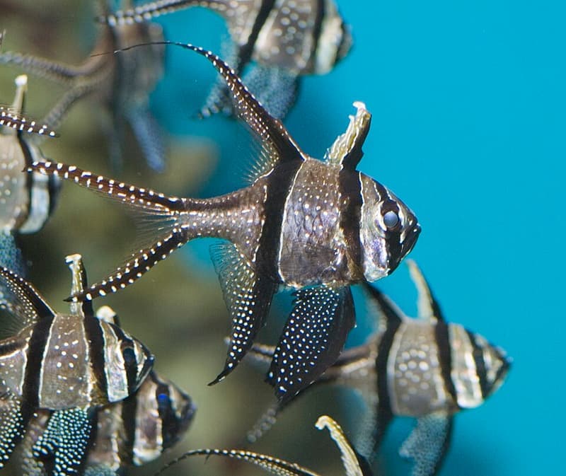 Banggai Cardinalfish (Pterapogon kauderni) — photo 3 of 5