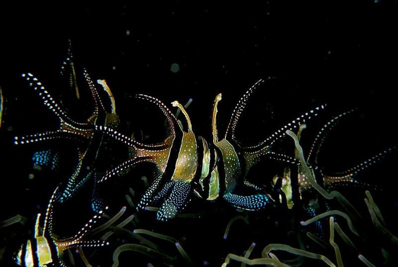 Banggai Cardinalfish (Pterapogon kauderni) — photo 4 of 5