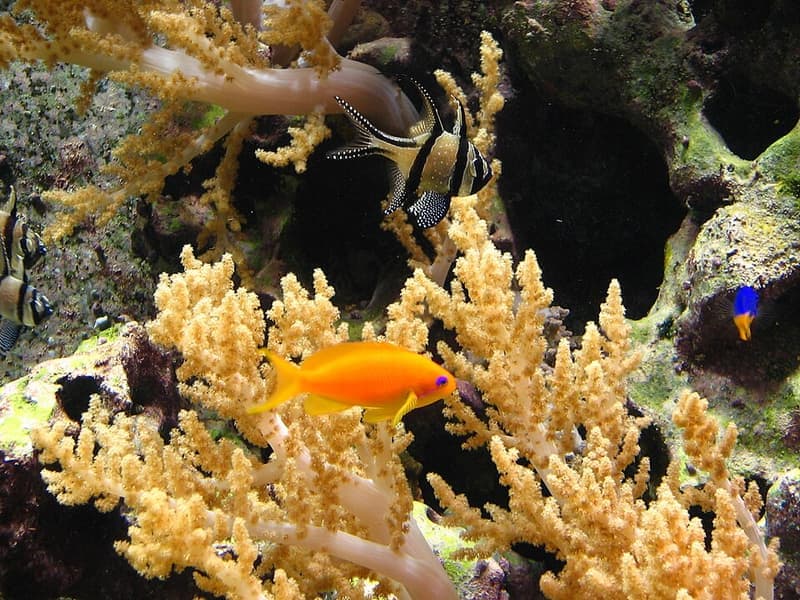 Banggai Cardinalfish (Pterapogon kauderni) — photo 5 of 5