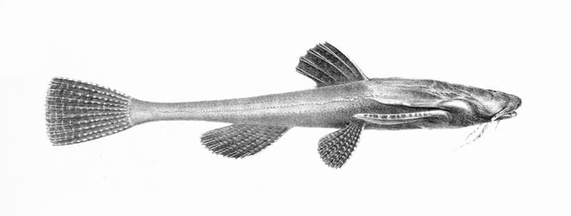 Banjo Catfish (Bunocephalus coracoideus) — photo 1 of 3