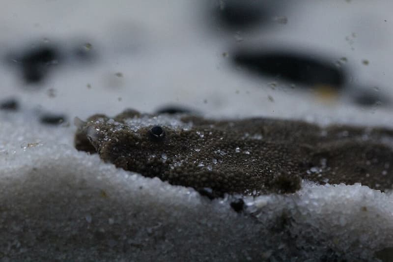 Banjo Catfish (Bunocephalus coracoideus) — photo 2 of 3