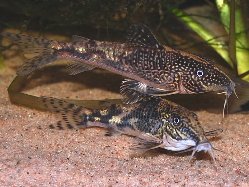 Bearded Corydoras (Scleromystax barbatus) — photo 1 of 5