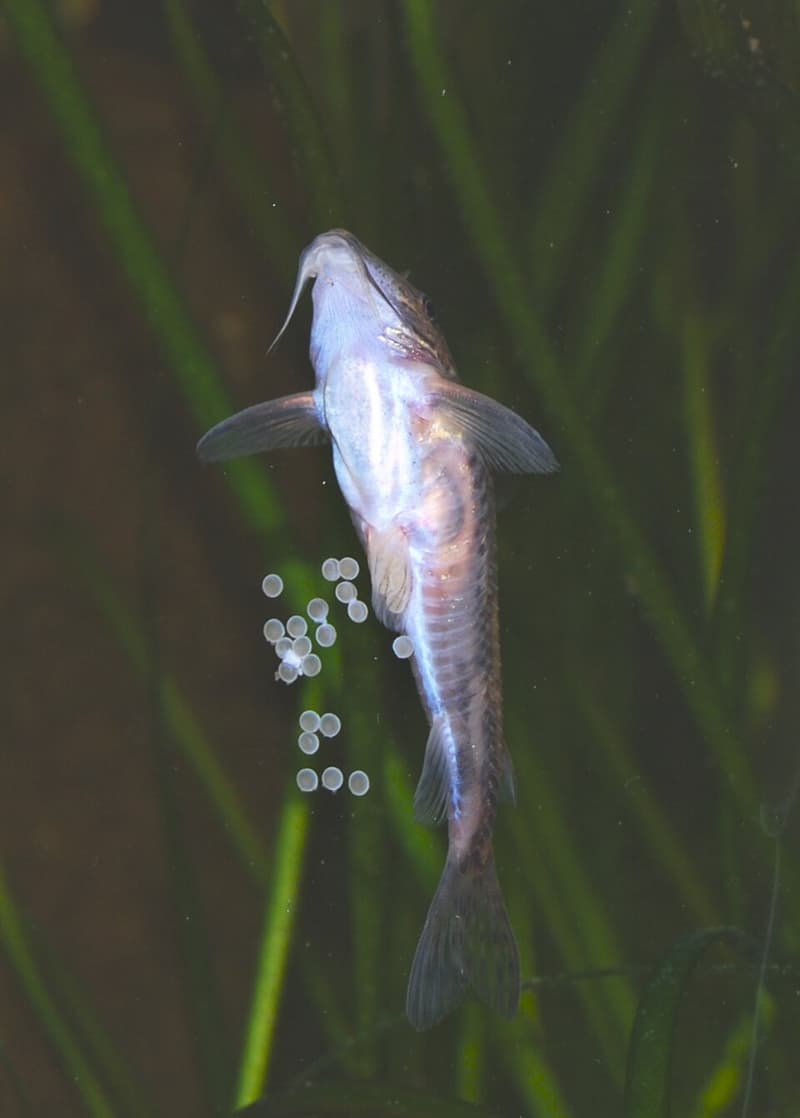 Bearded Corydoras (Scleromystax barbatus) — photo 2 of 5