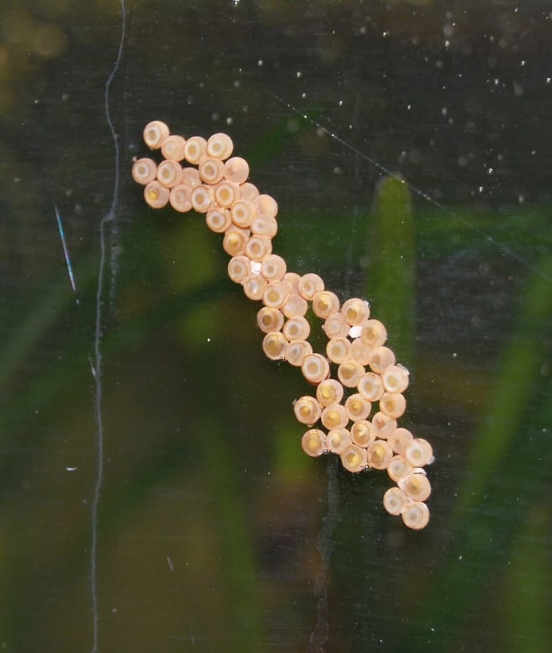 Bearded Corydoras (Scleromystax barbatus) — photo 3 of 5