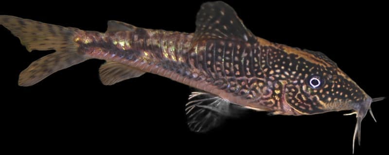 Bearded Corydoras (Scleromystax barbatus) — photo 5 of 5