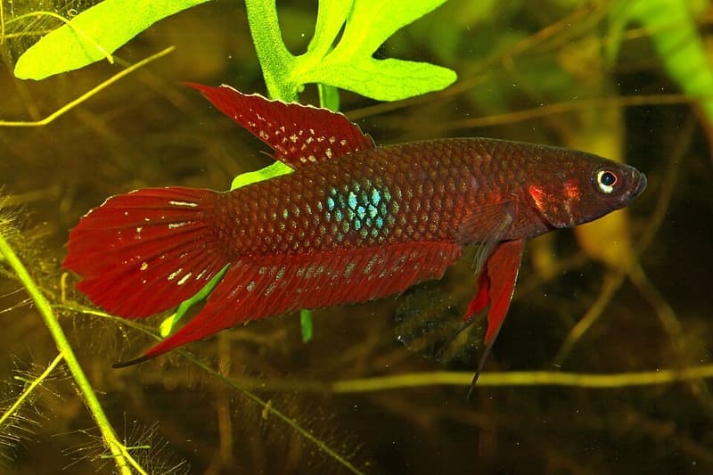 Wine Red Betta (Betta coccina) — photo 1 of 1