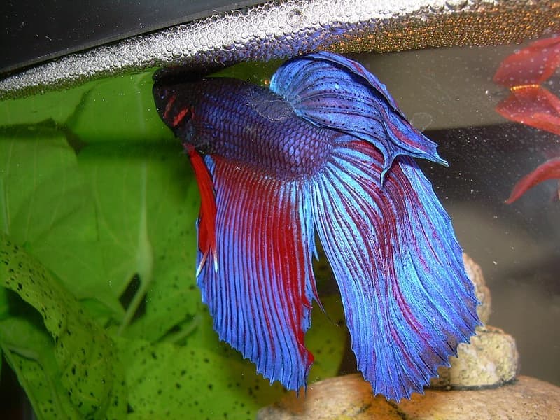 Betta (Betta splendens) — photo 1 of 5