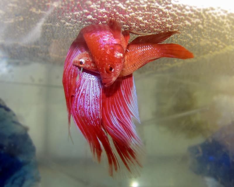 Betta (Betta splendens) — photo 2 of 5