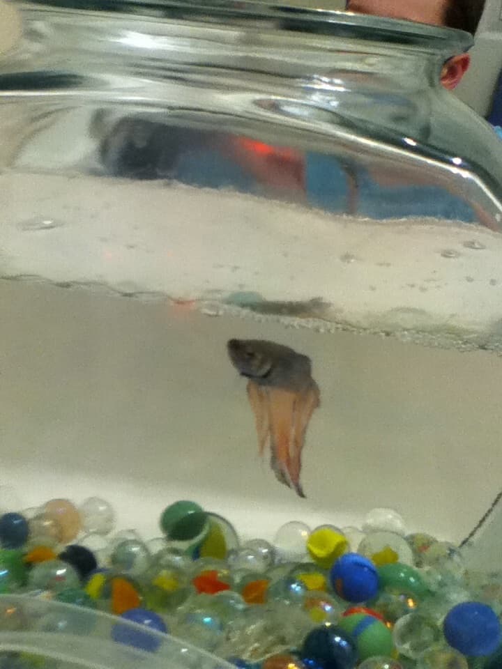 Betta (Betta splendens) — photo 3 of 5