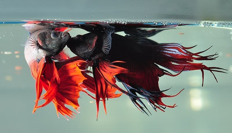 Betta (Betta splendens) — photo 4 of 5