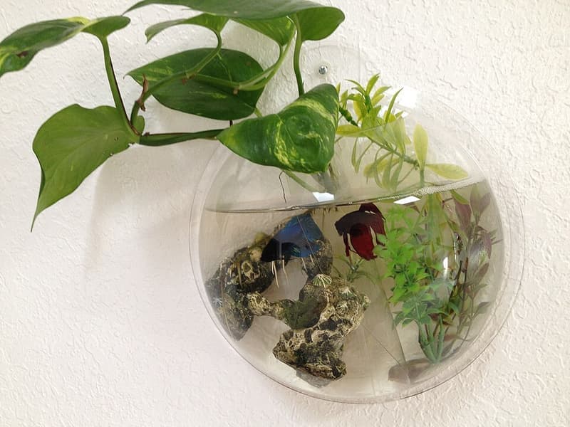 Betta (Betta splendens) — photo 5 of 5