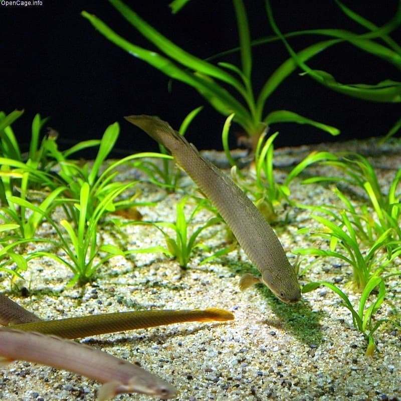 Bichir (Polypterus senegalus) — photo 1 of 5