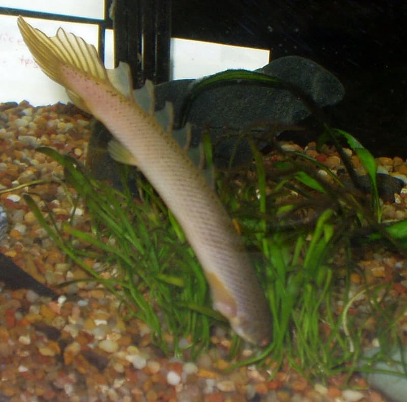 Bichir (Polypterus senegalus) — photo 2 of 5