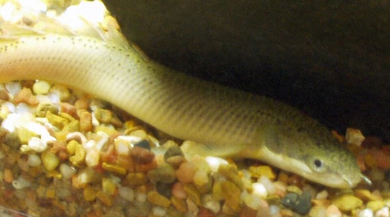 Bichir (Polypterus senegalus) — photo 3 of 5