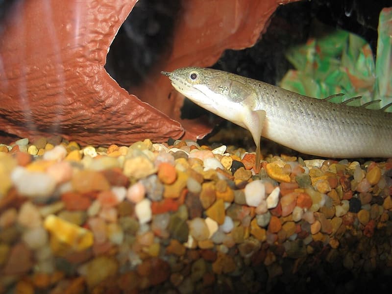 Bichir (Polypterus senegalus) — photo 4 of 5