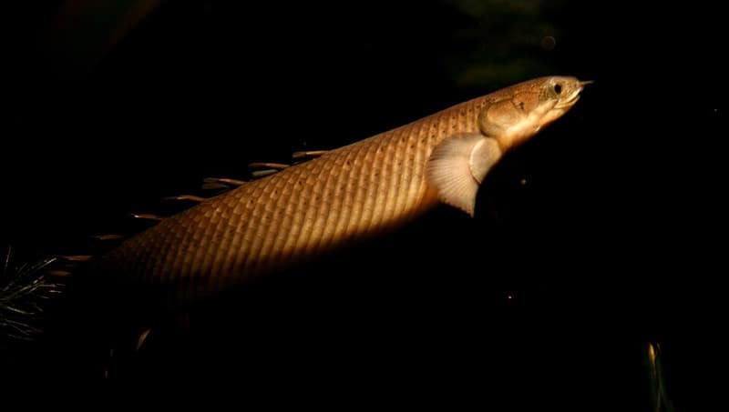 Bichir (Polypterus senegalus) — photo 5 of 5