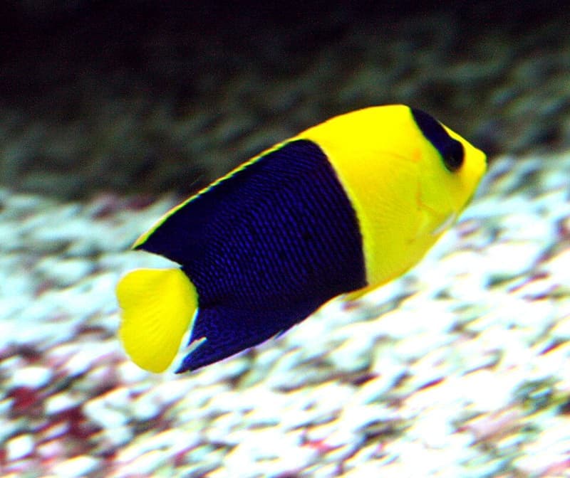 Bicolor Angelfish (Centropyge bicolor) — photo 1 of 5