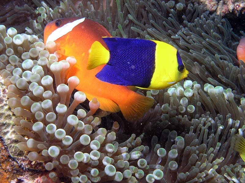 Bicolor Angelfish (Centropyge bicolor) — photo 2 of 5
