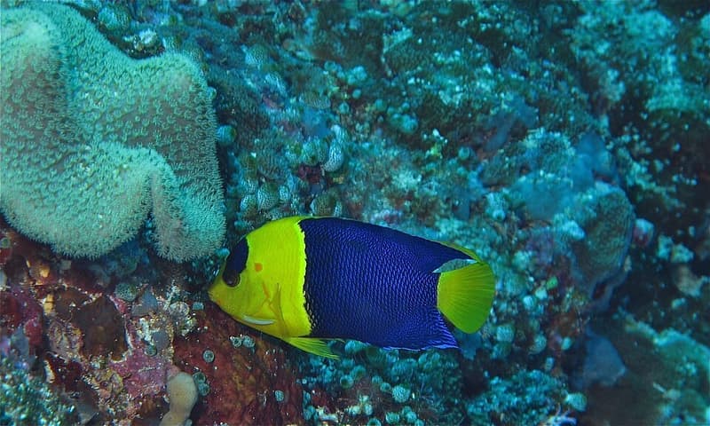 Bicolor Angelfish (Centropyge bicolor) — photo 3 of 5