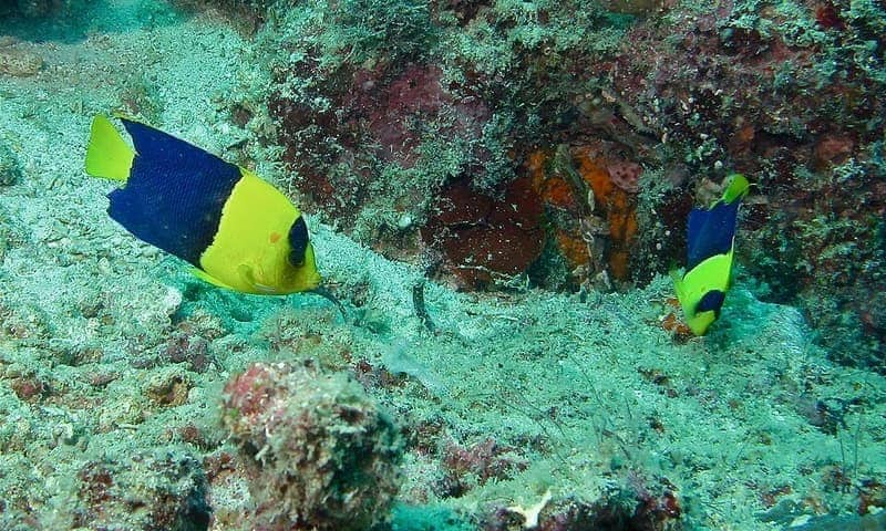 Bicolor Angelfish (Centropyge bicolor) — photo 4 of 5