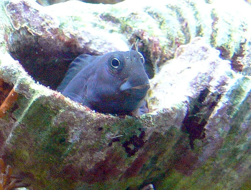 Bicolor Blenny (Ecsenius bicolor) — photo 1 of 5